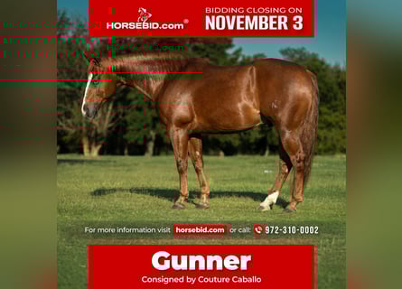 American Quarter Horse, Ruin, 6 Jaar, 150 cm, Roodvos