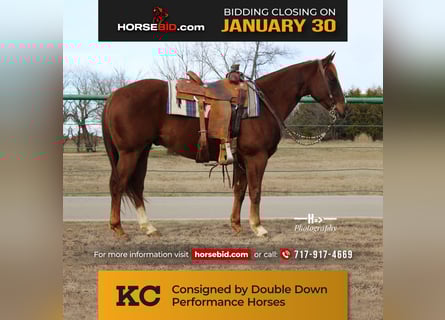 American Quarter Horse, Ruin, 6 Jaar, 150 cm, Roodvos