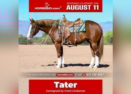 American Quarter Horse, Ruin, 6 Jaar, 150 cm, Roodvos