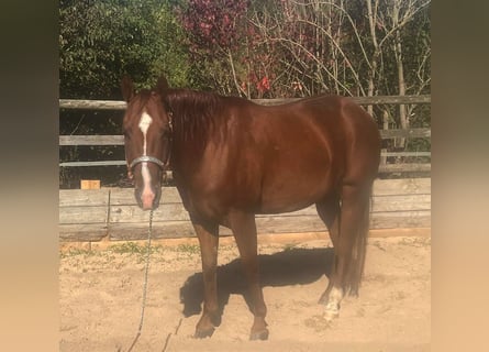 American Quarter Horse, Ruin, 6 Jaar, 150 cm, Vos