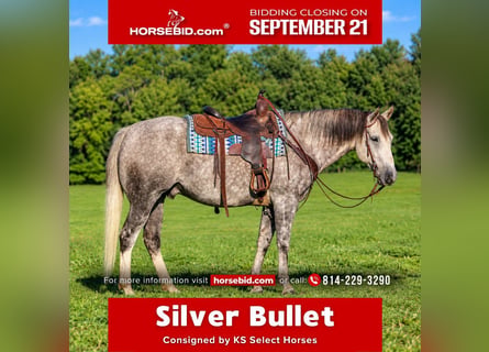 American Quarter Horse, Ruin, 6 Jaar, 152 cm, Appelschimmel