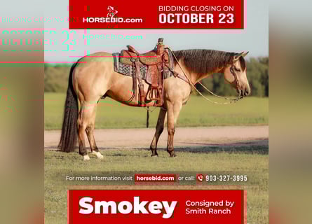 American Quarter Horse, Ruin, 6 Jaar, 152 cm, Buckskin