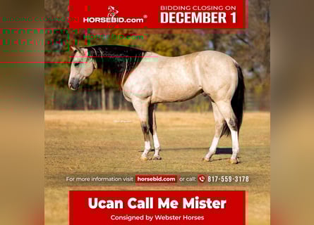 American Quarter Horse, Ruin, 6 Jaar, 152 cm, Buckskin