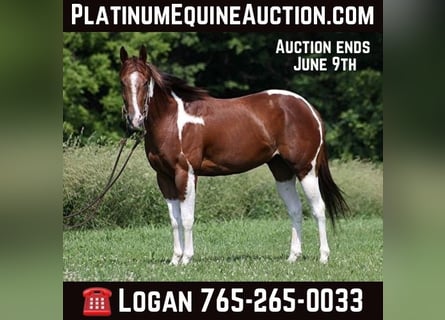 American Quarter Horse, Ruin, 6 Jaar, 152 cm, Donkere-vos