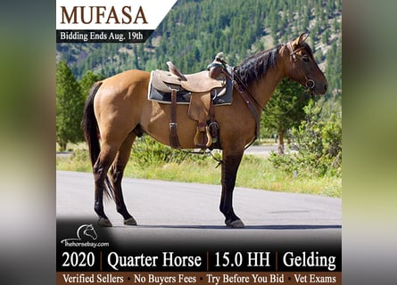 American Quarter Horse, Ruin, 6 Jaar, 152 cm, Falbe