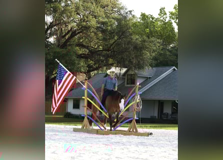 American Quarter Horse, Ruin, 6 Jaar, 152 cm, Grullo