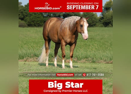 American Quarter Horse, Ruin, 6 Jaar, 152 cm, Palomino