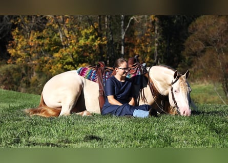 American Quarter Horse, Ruin, 6 Jaar, 152 cm, Perlino