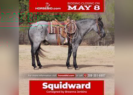American Quarter Horse, Ruin, 6 Jaar, 152 cm, Roan-Blue
