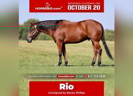 American Quarter Horse, Ruin, 6 Jaar, 152 cm, Roodbruin