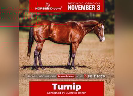 American Quarter Horse, Ruin, 6 Jaar, 152 cm, Roodbruin