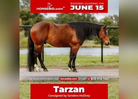 American Quarter Horse, Ruin, 6 Jaar, 152 cm, Roodbruin