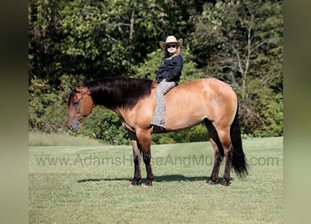 American Quarter Horse, Ruin, 6 Jaar, 155 cm, Buckskin