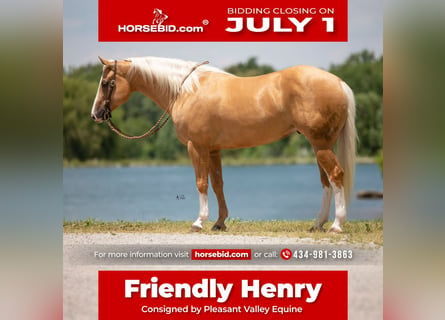 American Quarter Horse, Ruin, 6 Jaar, 155 cm, Palomino