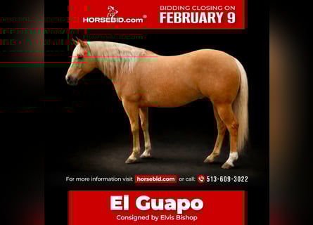 American Quarter Horse, Ruin, 6 Jaar, 155 cm, Palomino
