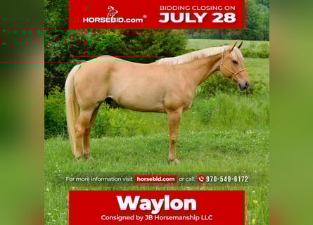 American Quarter Horse, Ruin, 6 Jaar, 155 cm, Palomino
