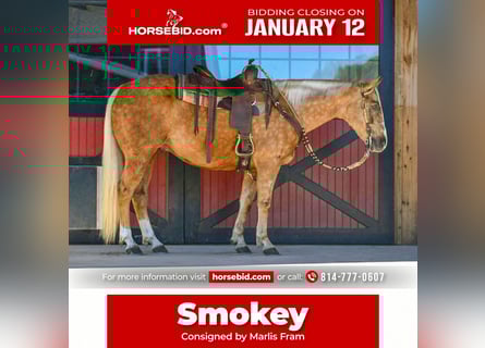 American Quarter Horse, Ruin, 6 Jaar, 155 cm, Palomino