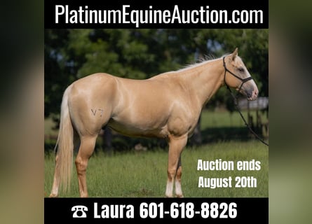 American Quarter Horse, Ruin, 6 Jaar, 155 cm, Palomino