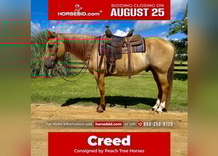 American Quarter Horse, Ruin, 6 Jaar, 155 cm, Red Dun