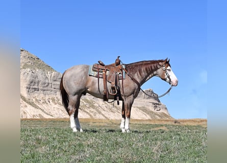 American Quarter Horse, Ruin, 6 Jaar, 155 cm, Roan-Red