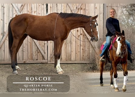 American Quarter Horse Mix, Ruin, 6 Jaar, 155 cm, Roodbruin