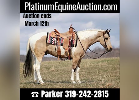 American Quarter Horse, Ruin, 6 Jaar, 155 cm, Tobiano-alle-kleuren