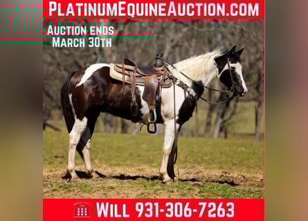 American Quarter Horse, Ruin, 6 Jaar, 155 cm, Tobiano-alle-kleuren