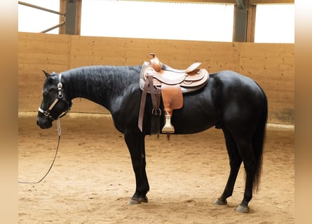 American Quarter Horse, Ruin, 6 Jaar, 156 cm, Zwart