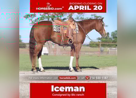 American Quarter Horse, Ruin, 6 Jaar, 160 cm, Roodvos