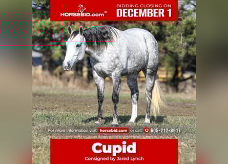 American Quarter Horse, Ruin, 6 Jaar, 163 cm, Schimmel