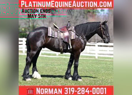 American Quarter Horse, Ruin, 6 Jaar, 165 cm, Zwart