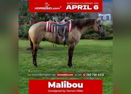 American Quarter Horse, Ruin, 6 Jaar, 168 cm, Grullo