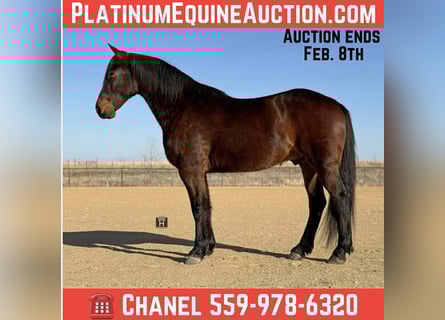 American Quarter Horse, Ruin, 6 Jaar, 168 cm, Roodbruin