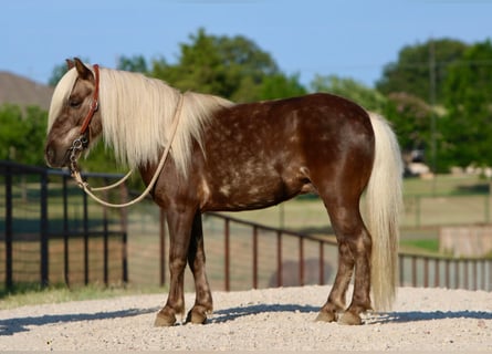 American Quarter Horse, Ruin, 6 Jaar, 99 cm, Bruin