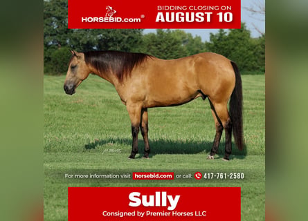 American Quarter Horse, Ruin, 6 Jaar, Buckskin