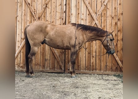 American Quarter Horse, Ruin, 6 Jaar, Falbe