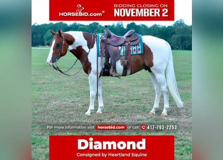 American Quarter Horse, Ruin, 6 Jaar, Gevlekt-paard