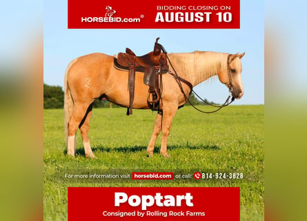American Quarter Horse, Ruin, 6 Jaar, Palomino