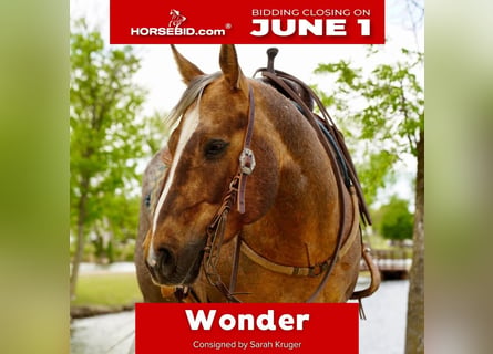 American Quarter Horse, Ruin, 6 Jaar, Palomino