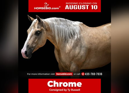 American Quarter Horse, Ruin, 6 Jaar, Palomino