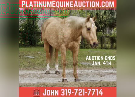 American Quarter Horse, Ruin, 6 Jaar, Palomino