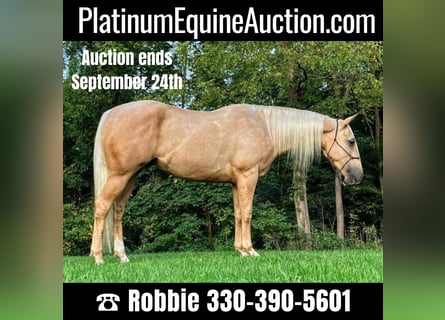 American Quarter Horse, Ruin, 6 Jaar, Palomino