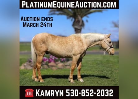 American Quarter Horse, Ruin, 6 Jaar, Palomino