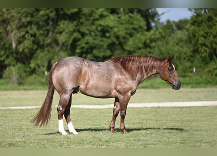 American Quarter Horse, Ruin, 6 Jaar, Roan-Red