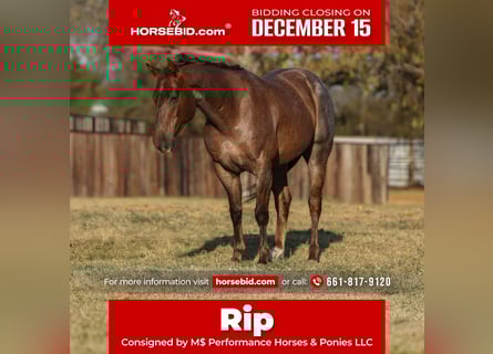 American Quarter Horse, Ruin, 6 Jaar, Roan-Red