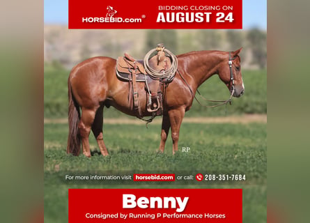 American Quarter Horse, Ruin, 6 Jaar, Roodvos