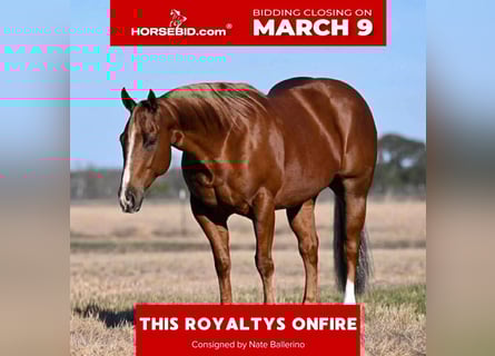 American Quarter Horse, Ruin, 6 Jaar, Roodvos