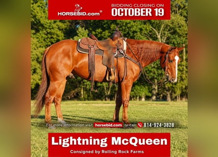 American Quarter Horse, Ruin, 6 Jaar, Roodvos