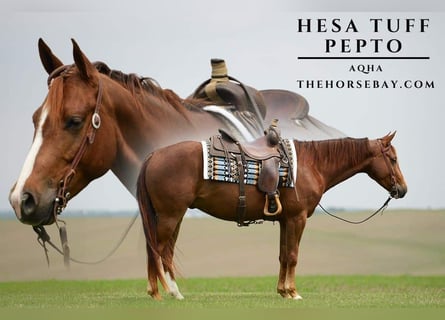 American Quarter Horse, Ruin, 6 Jaar, Roodvos