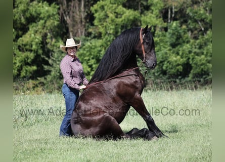American Quarter Horse, Ruin, 6 Jaar, Zwart